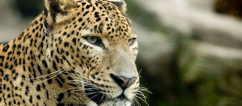 Der heimliche Herrscher des Pantanal: der Jaguar!