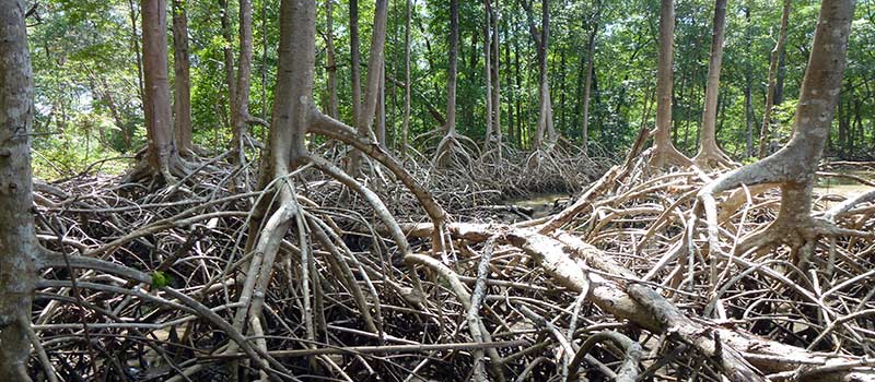 Mangroven schützen die Küste von Pará