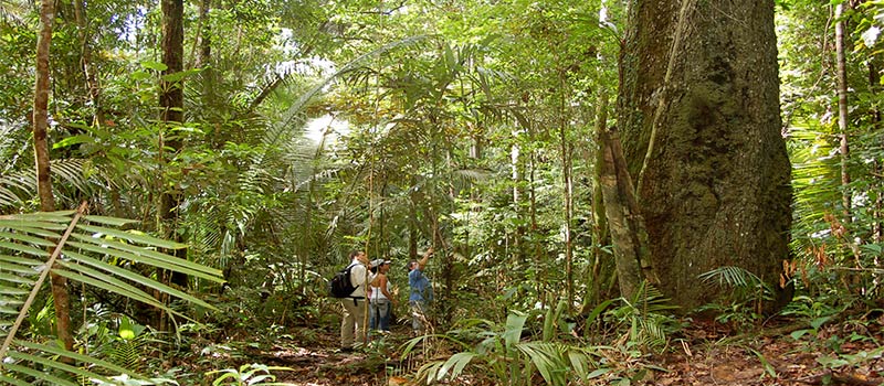 Auf Tour im Amazonas-Urwald