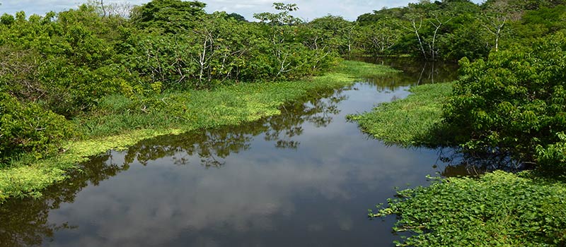 Amazonasurwald