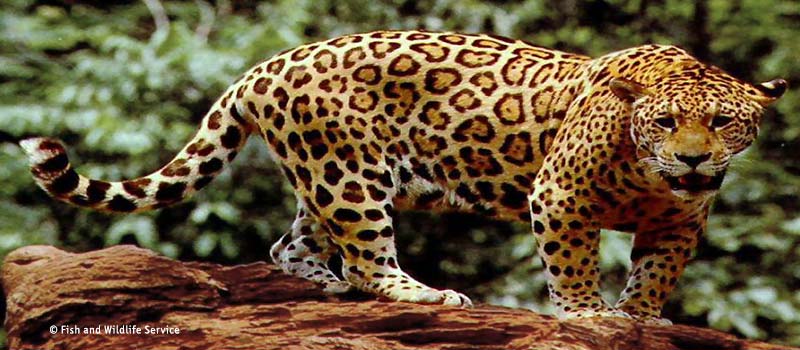 Der Jaguar!