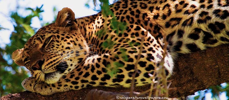 Zum Schmusen nicht geeignet: Der heimliche Herrscher des Pantanal