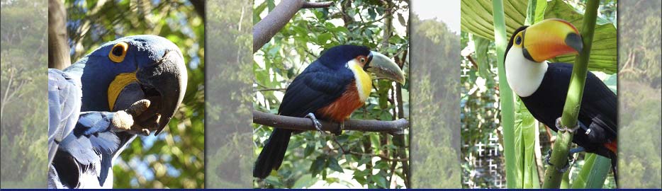 Vogelpark von Foz do Iguaçu
