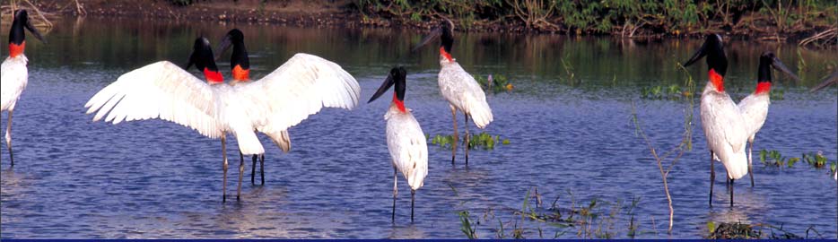 Vogelparadies Pantanal