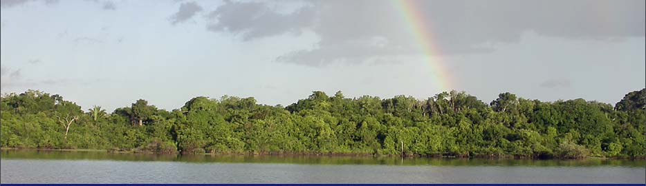 Amazonas-Urwald
