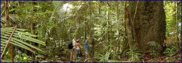 Urwaldausflüge im Amazonas Regenwald